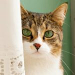 Warum versteckt sich meine Katze und frisst nicht – 6 häufige Gründe
