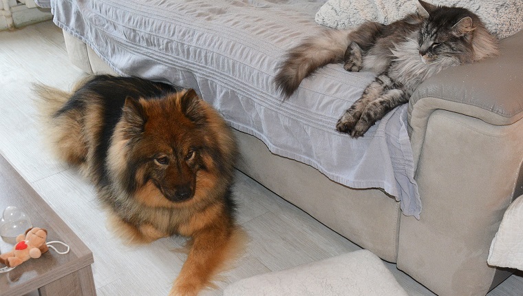 Ein eurasischer Hund und eine norwegische Katze ruhten auf einem Sofa und auf dem Boden.  es war in einem Haus in Frankreich