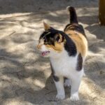 Wie bitten Katzen um Hilfe – Kommunikation & Körpersprache