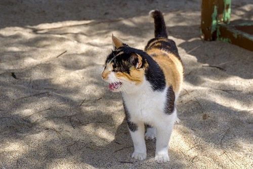 Wie bitten Katzen um Hilfe – Kommunikation & Körpersprache