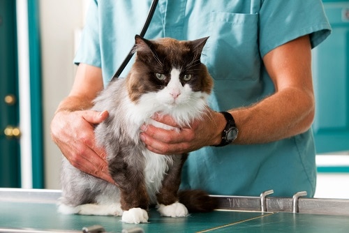 Wie oft sollten Katzen zum Tierarzt gehen – Zeitachse & Diagramm
