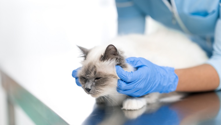 Professionelle Tierärztin untersucht und kuschelt ein Haustier auf dem Untersuchungstisch, Konzept der Tierklinik