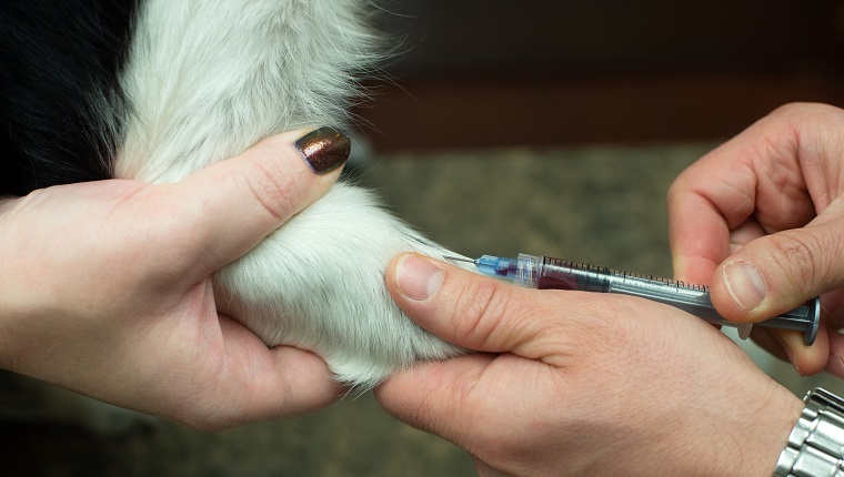 Einem Hund wird beim Tierarzt mit einer Nadel Blut abgenommen.
