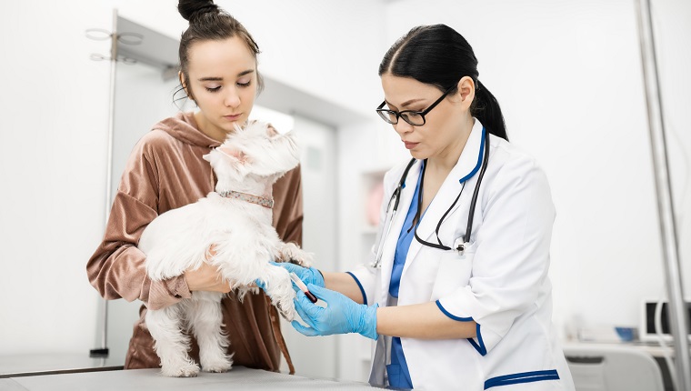 Blutprobe nehmen.  Tierarzt nimmt Blutprobe von weißem Hund, der neben jungem, ansprechendem Besitzer steht