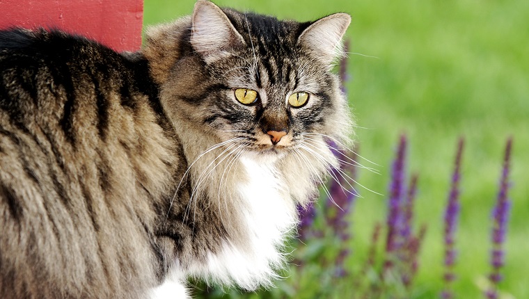 Schöne Manx-Katze draußen auf der Veranda mit Garten im Hintergrund.