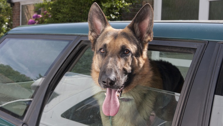 Haushund, Deutscher Schäferhund, Welpe, mit Kopf aus dem Autofenster, keuchend, England, August
