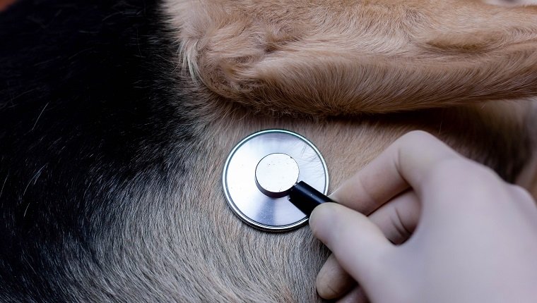 Veterinärkonzept, Stethoskop im Herzen eines Hundes.