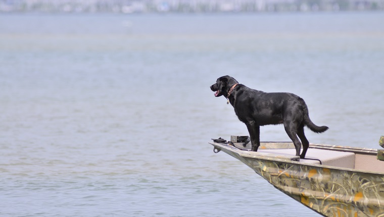 Dieser schwarze Labrador Retriever ist gerade im reinen Hundehimmel am Bug des Jon Boat und erwartet, ins Wasser zu springen, um eine Ente zu apportieren.  Enten haben jetzt keine Saison, aber das weiß sie nicht.