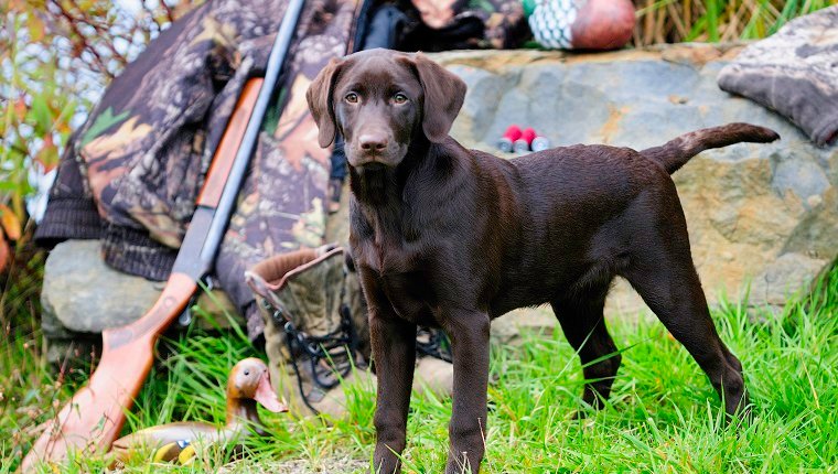 Chocolate Lab beside a Cooey12 gauge single shot shotgun, a camouflage jacket and boots, Duncan, British Columbia, Canada.