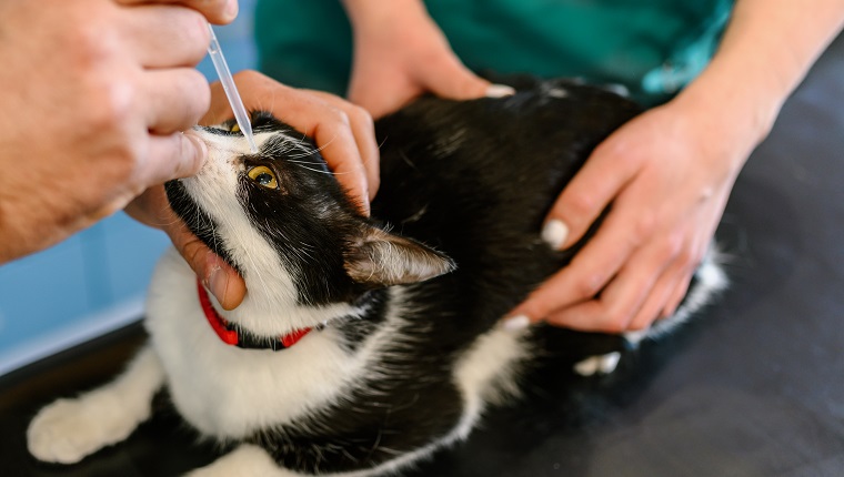 Der Tierarzt überprüft das Sehvermögen einer Katze in einer Tierklinik.  Sie tragen Tropfen auf die Augen des Haustieres auf.
