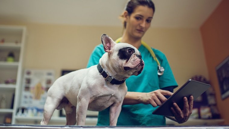Tiefwinkelansicht einer Tierärztin, die während der ärztlichen Untersuchung eines Hundes ein digitales Tablet verwendet.