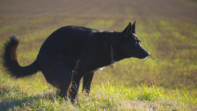 ein schwarzer Hund beim Kacken auf einem Feld