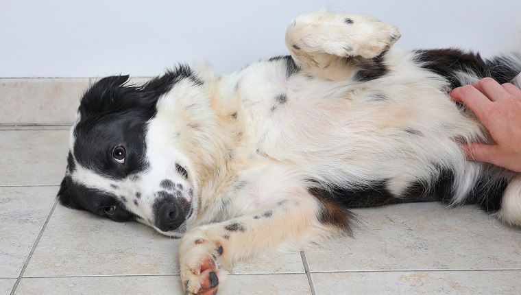 Border-Collie-Hund in einem Tierheim, das darauf wartet, adoptiert zu werden