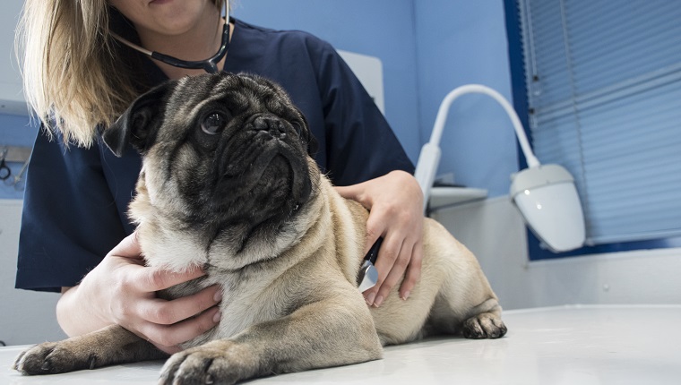 Tierarzt überprüft einen Hund mit Stethoskop in einer Tierklinik