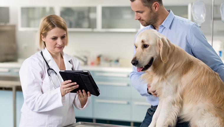 Eine Tierärztin, die einem Hundebesitzer über die Gesundheit des Haustieres spricht und zeigt.