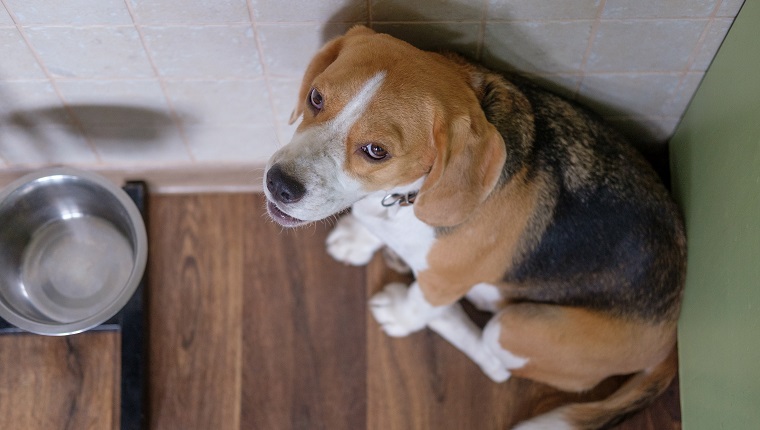 Der Beagle-Hund wartet traurig auf Futter in der Nähe der leeren Schüssel