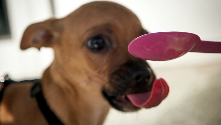 Close-Up Of Dog Looking At Pink Spoon