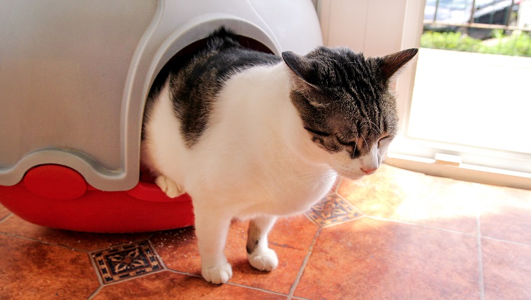 Katze benutzt Toilette, Katze im Katzenklo, zum Pooping oder Urinieren, Pooping in sauberer Sandtoilette.  Katzentoilette reinigen.  Katze, die ihren eigenen Kot in der Katzentoilette betrachtet.  Katzenstreu.  Katze zu Hause.  Tierhandlung.