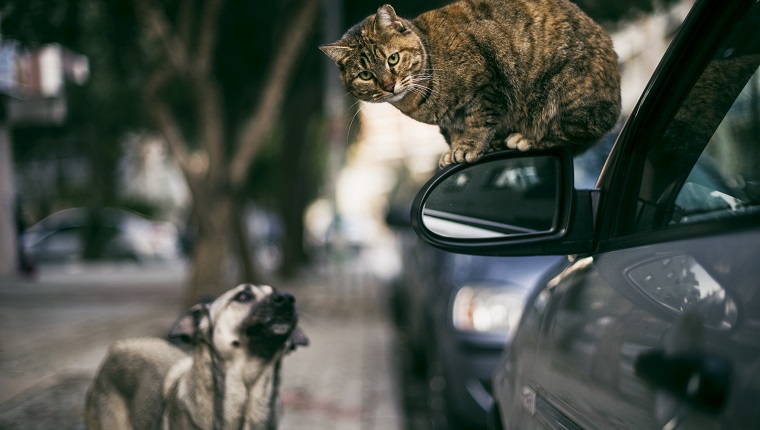 Streunende Katze auf dem Seitenspiegel und streunender Hund auf der Straße