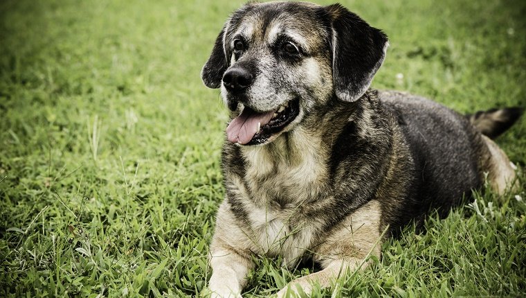 Porträt eines schönen 11-jährigen Hundes, der friedlich im Gras sitzt.