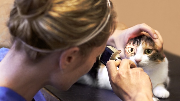 Nahaufnahme einer Katze, die von einem Tierarzt untersucht wird