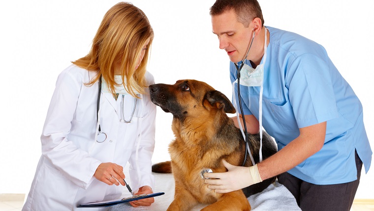 Untersuchungshund des Tierarztes und des Assistenten, getrennt auf Weiß
