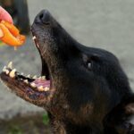 a dog wants to eat a ripe orange apricot from a woman