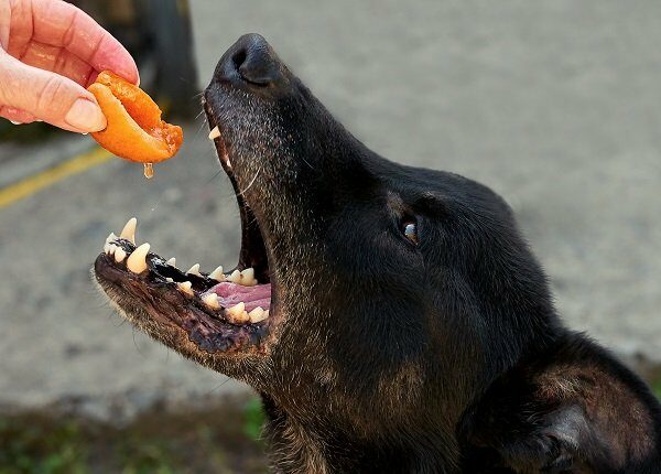 a dog wants to eat a ripe orange apricot from a woman