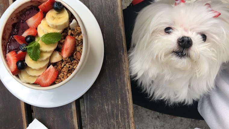 Maltese dog with acai pot with fruits in summer