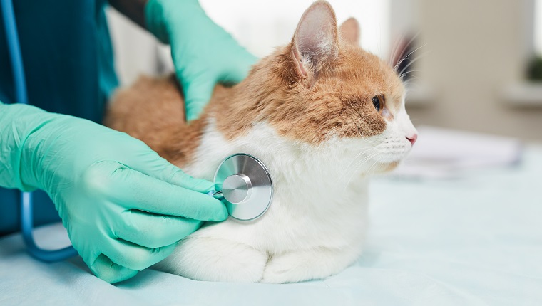 Nahaufnahme des Arztes in Schutzhandschuhen, der der Hauskatze mit Stethoskop während der ärztlichen Untersuchung zuhört