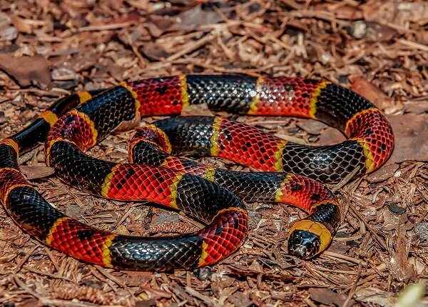 A close up of an Eastern Coral Snake in Florida.