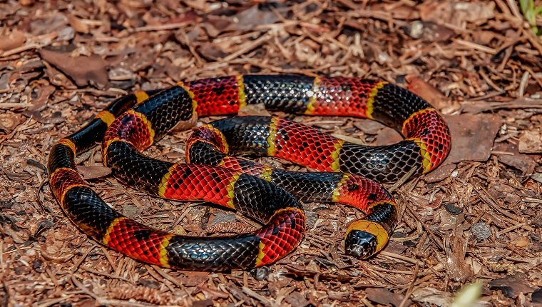 A close up of an Eastern Coral Snake in Florida.