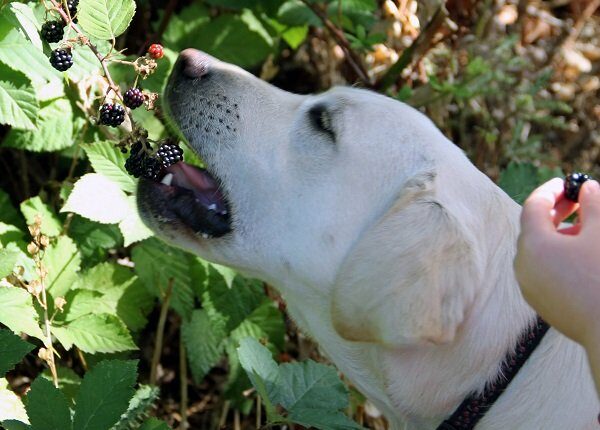 A dog is helping herself to blackberries as they hang down from the bush.