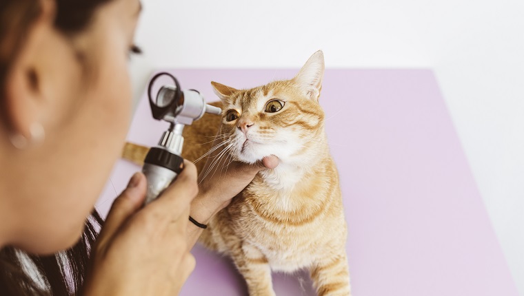 Der Tierarzt untersucht eine süße, schöne Katze.  Veterinärkonzept.