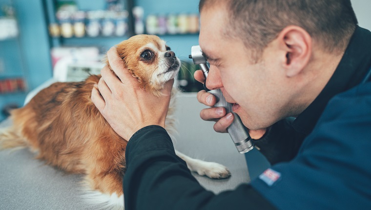 Männlicher Tierarzt untersucht Chihuahua - Hund
