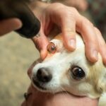 A tan and white Chihuahua on the exam table at a vet clinic receiving an eye exam from the veterinarian.