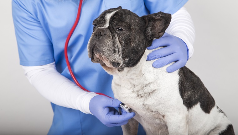Tierarzt untersucht einen niedlichen kleinen Hund mit einem Stethoskop, isoliert auf weißem Hintergrund.