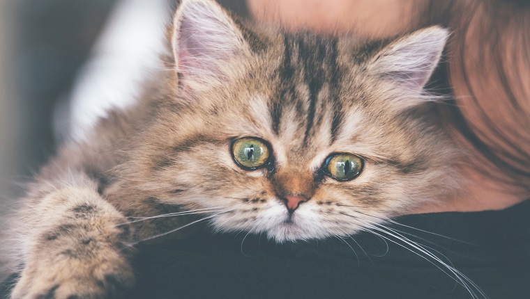 Kranke Chinchilla-Perserkätzchen-Katze, die sich Sorgen macht, sie zu untersuchen und sich auf die Schulter der Besitzerin zu lehnen, um zum Tierarzt in der Tierklinik zu gehen.  Tier- und Lifestyle-Konzept.  Vintage-Foto- und Filmstil.