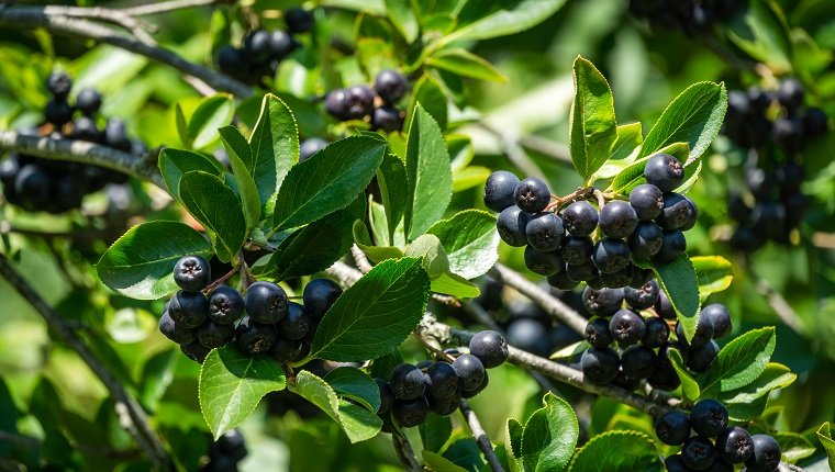 Black Chokeberry (Aronia melanocarpa) with dark purple black fruit. Close-up of Black Chokeberry berries with fresh leaves on blurred green background. Nature background concept. Place for your text