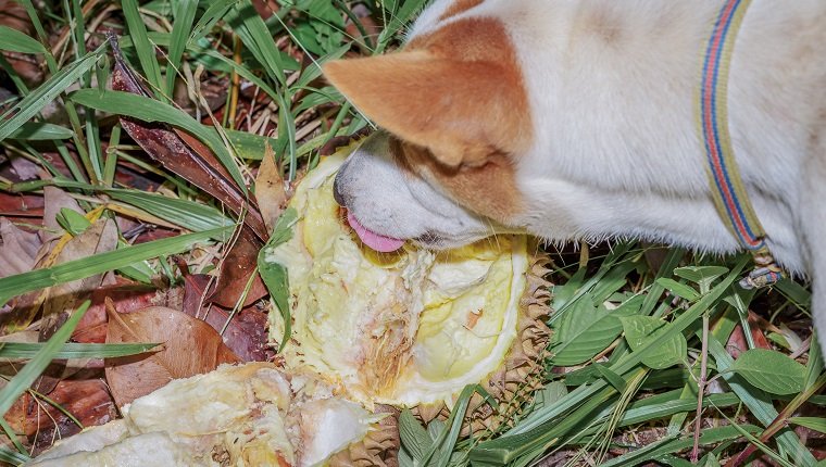 Hund, der reifen Durian in der Farm isst