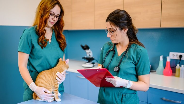 Tierärztliche Teamärzte untersuchen Katze in der Klinik.