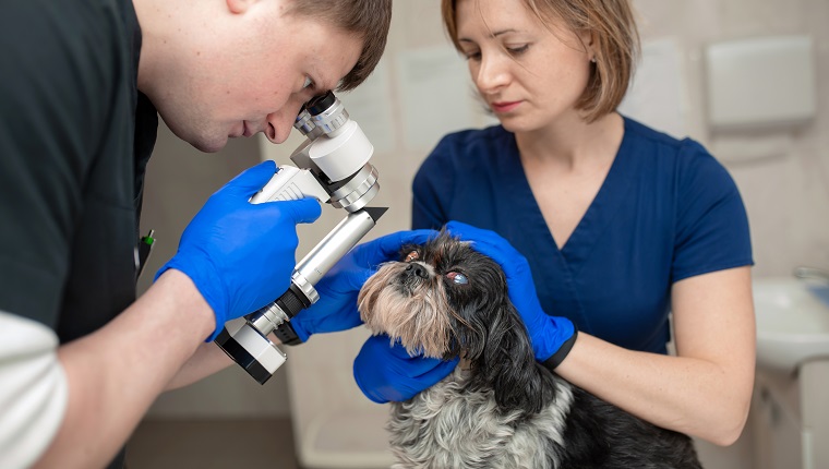 Ein tierärztlicher Augenarzt führt einen medizinischen Eingriff durch, untersucht die Augen eines Hundes mit einem verletzten Auge und ein Assistent hilft ihr, ihren Kopf zu halten."R"nEin Tierarzt macht Biomikroskopie mit einer Spaltlampe.