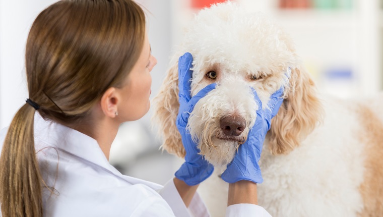 Die Tierärztin untersucht die Augen eines großen Hundes während einer medizinischen Untersuchung, die sie mit Schutzhandschuhen trägt.