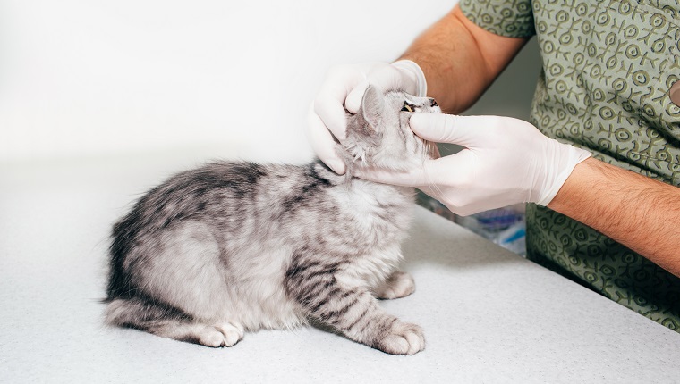 Arzt untersucht die Augen der Katze in einer Tierklinik