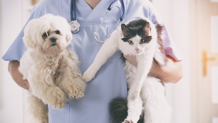 Tierarzt mit Hund und Katze in seinen Händen