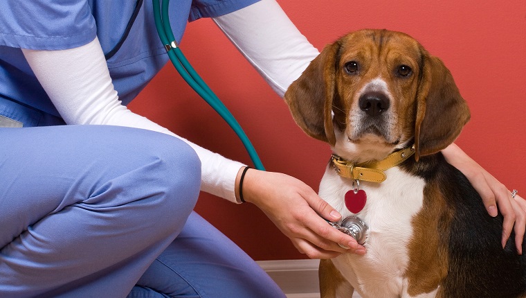 Tierarzt-Check