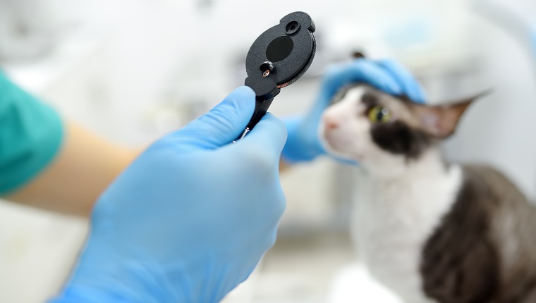 Der Tierarzt überprüft das Sehvermögen einer Katze der Rasse Cornish Rex in einer Tierklinik.  Gesundheit des Haustieres.  Pflege Tier.  Pet Checkup, Tests und Impfungen im Veterinäramt.