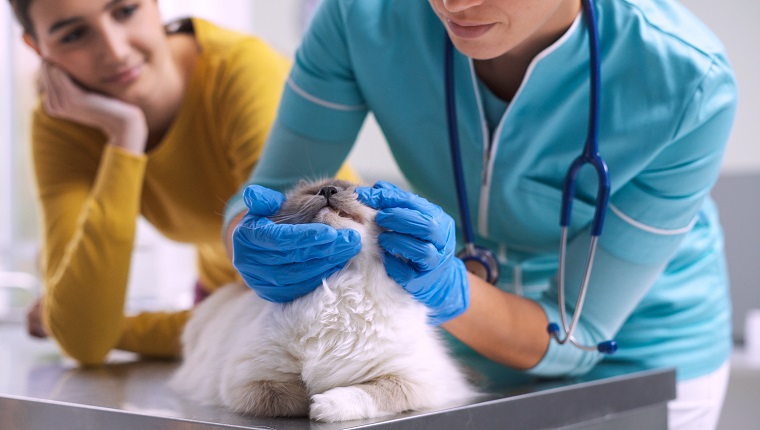 Tierhalterin mit ihrer Katze in der Tierklinik, der Arzt besucht ihr Tier auf dem OP-Tisch