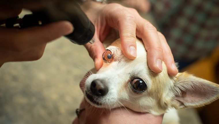 Ein hellbrauner und weißer Chihuahua auf dem Untersuchungstisch in einer Tierklinik, der eine Augenuntersuchung vom Tierarzt erhält.