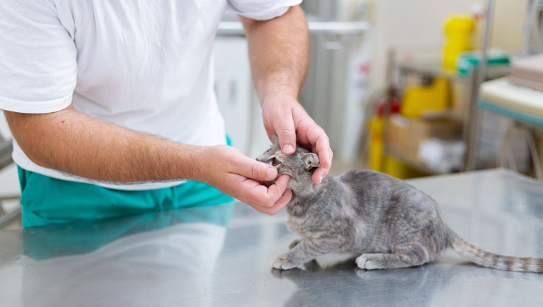 Kitty bei Augenuntersuchung in der Tierklinik, männlicher Tierarzt, der das Kätzchen in den Armen hält, während er seinen Gesundheitszustand untersucht.